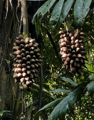 Attalea phalerata