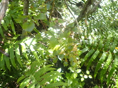 Clematis cunninghamii