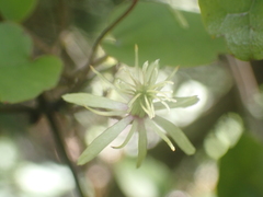 Clematis cunninghamii