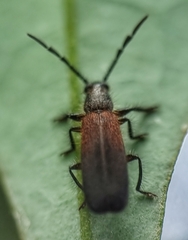 Cleridae
