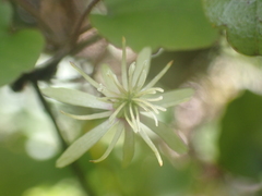 Clematis cunninghamii