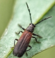 Cleridae