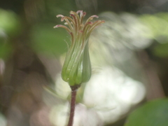 Clematis cunninghamii