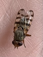 Ceroxys