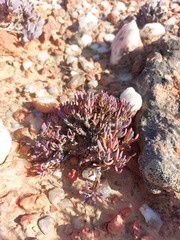 Leucoptera subcarnosa