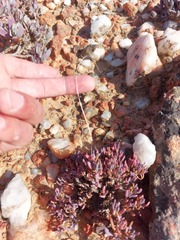 Leucoptera subcarnosa