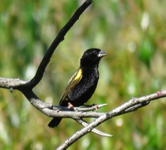 Euplectes capensis capensis