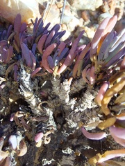 Leucoptera subcarnosa