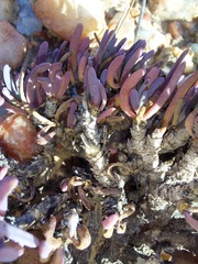 Leucoptera subcarnosa