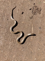 Duberria lutrix