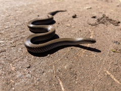 Duberria lutrix