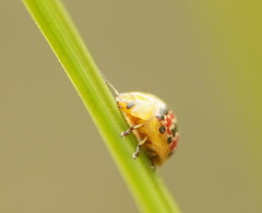Paropsis minor