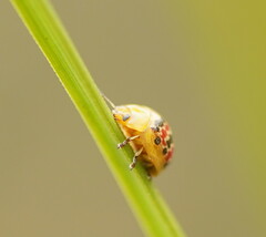 Paropsis minor