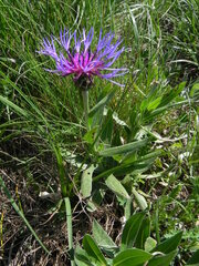 Centaurea triumfettii