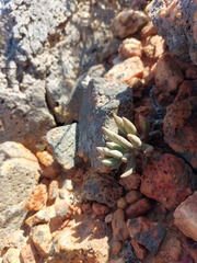 Adromischus