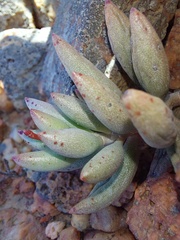 Adromischus