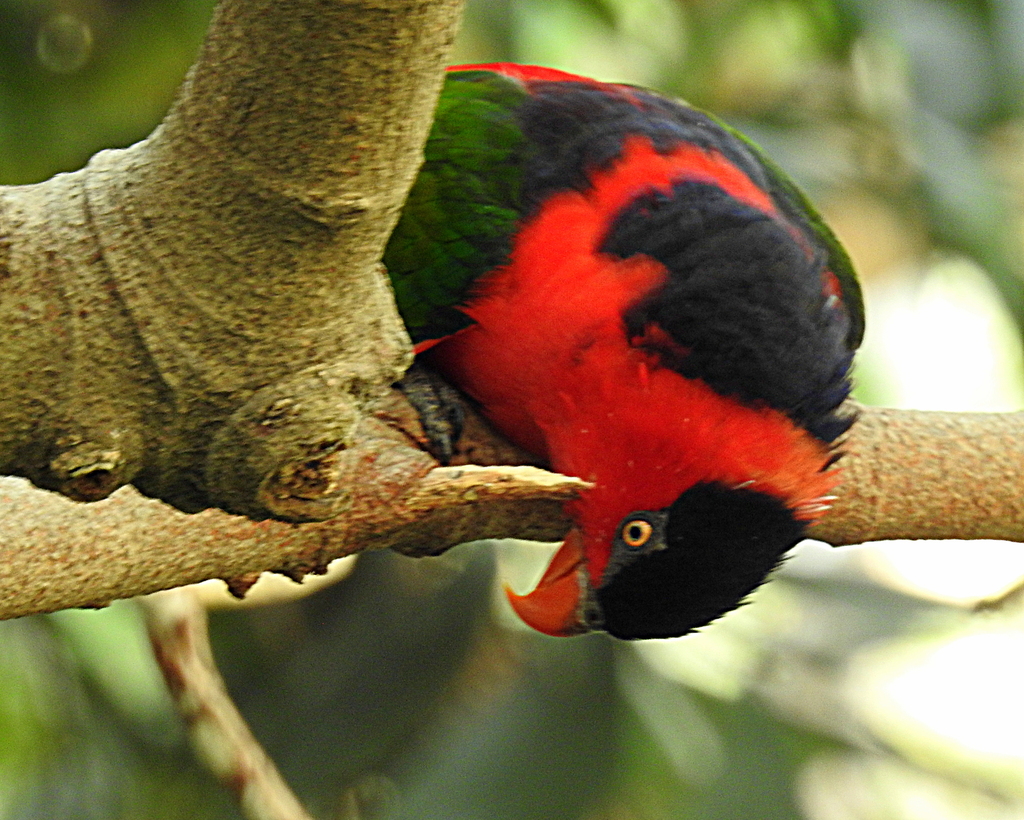 Black-Capped Lory