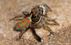 Maratus literatus