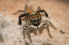 Maratus literatus