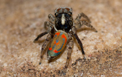 Maratus literatus