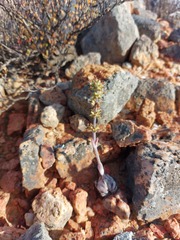 Crassula tomentosa