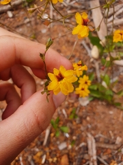 Goodenia trinervis