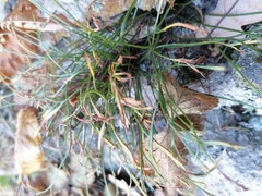 Asplenium septentrionale