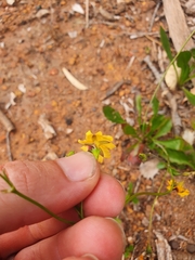Goodenia trinervis