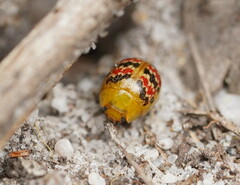 Paropsis minor