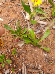 Goodenia trinervis