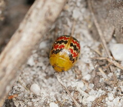 Paropsis minor
