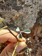 Indigofera amoena