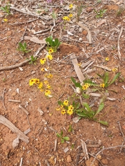 Goodenia trinervis
