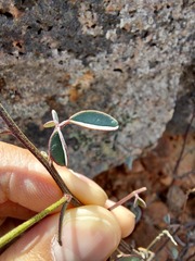 Indigofera amoena