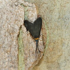 Pollanisus subdolosa