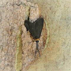 Pollanisus subdolosa