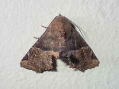 Targalla palliatrix