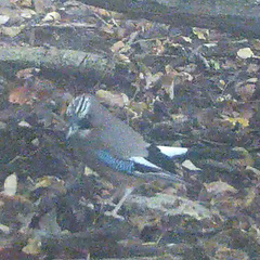 Garrulus glandarius japonicus
