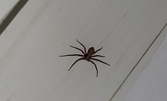 Philodromus aureolus