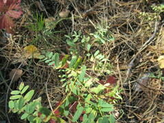 Vicia nervata