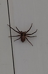 Philodromus aureolus