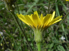 Leontodon crispus