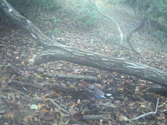 Garrulus glandarius japonicus