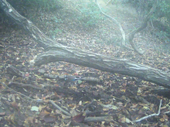 Garrulus glandarius japonicus