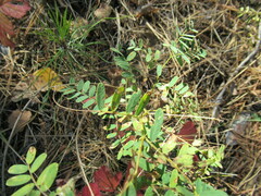 Vicia nervata