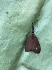 Cyclosia latipennis