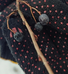 Cotoneaster melanocarpus