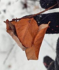 Cotoneaster melanocarpus