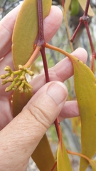 Amyema miquelii