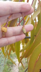 Amyema miquelii